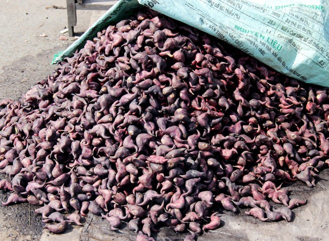 Sell ​​buffalo horn early tubers boiled Nearby roadside west