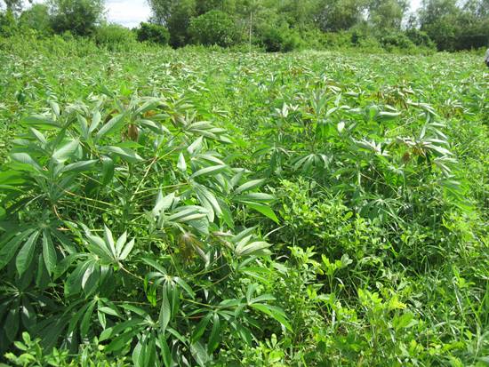Binh Dinh: Growing peanuts intercropped wheat for higher efficiency