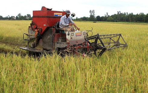 Rice market in difficult times