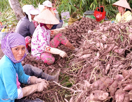 Japanese purple sweet potato prices rise again