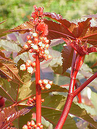 Castor or may place called papaya purple 