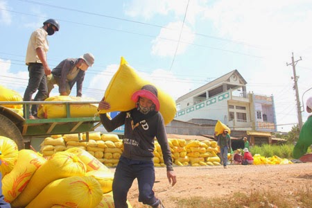 Long An: The proportion of grain to large field in 97% yield 