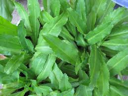 High income from coriander ..