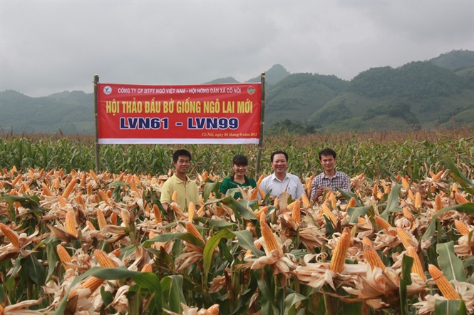 Hybrid corn Co Noi LVN61 atop .