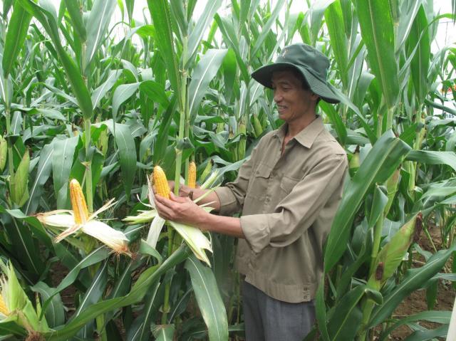 Genetically modified maize : High yield, high seed prices
