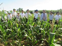 Quang Tri: Converting corn in paddy soil water shortage