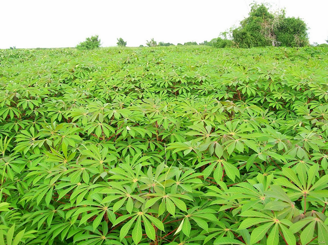 Export cassava leaves