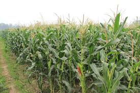 PROCESS ENGINEERING hybrid corn