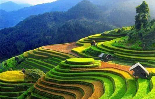 Institute Mekong Delta rice producing new varieties dozens