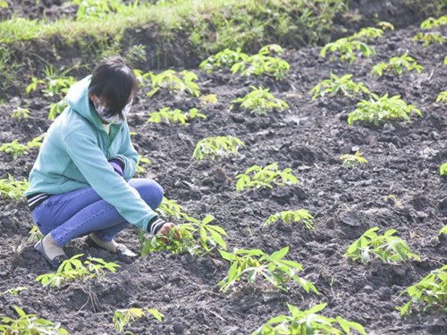 Sustainable development cassava Vietnam