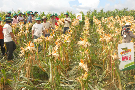Yellow corn plants in East Gia Lai