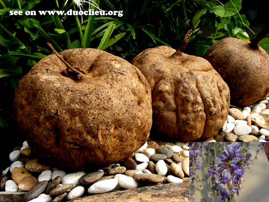 Kudzu bulb - Medicinal Plants help to increase the size 