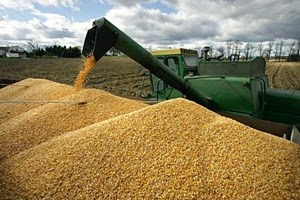 Corn prices fell due to China's demand may decrease