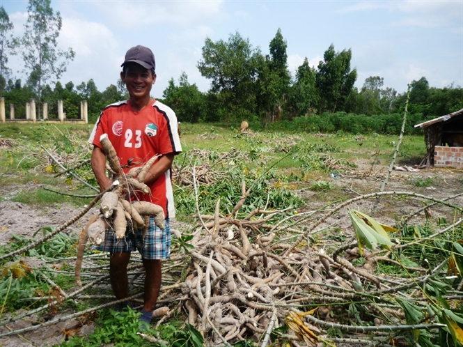 Ensure the rate of 30% cassava