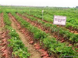 Purple sweet potato Vinh Long: Newly planted just worry