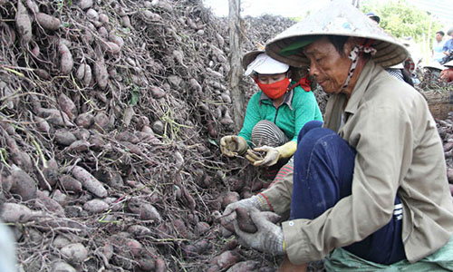 Massively growing sweet potatoes, western farmers encountered bitter fruit