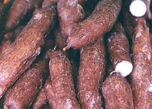 Learn about cassava (manioc) in food technology