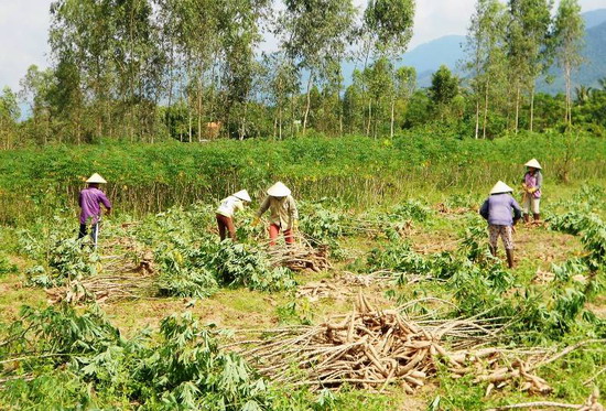 Ensure consumed raw wheat starch in the province