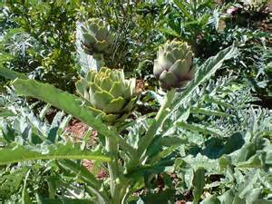 Making artichoke farm production towards high-tech agriculture