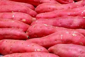 MANAGEMENT borer sweet potatoes: Efficient production 