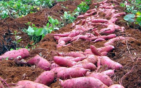 Japanese sweet potato with many outstanding features have been farmers many suburban districts of Hanoi brought into cultivation.