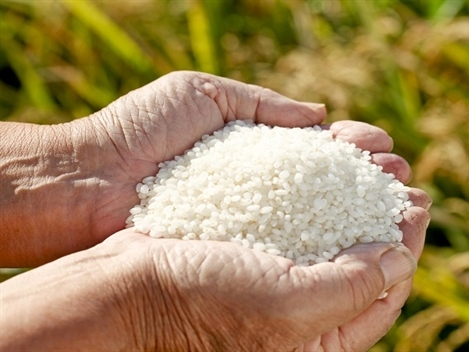 Synthesis rice market news 26/9 days