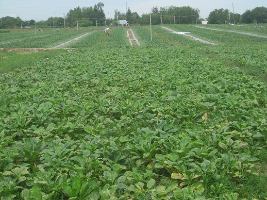 The reverse white radish in Long Son (Tra Vinh)
