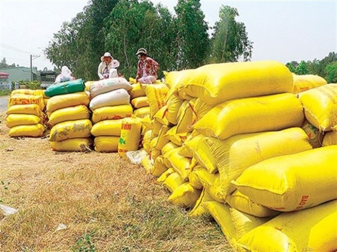 Mekong Delta Rice fever