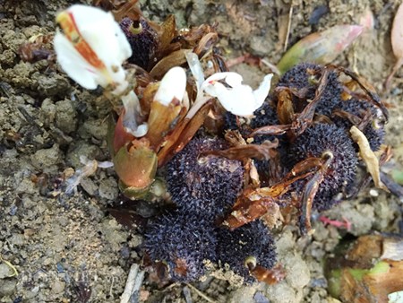 Cardamom purple flowering, fruiting forest understory Con Doc