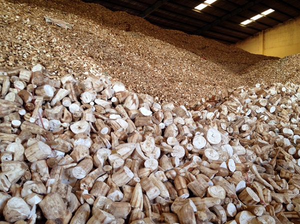 Agree pause cassava export duties