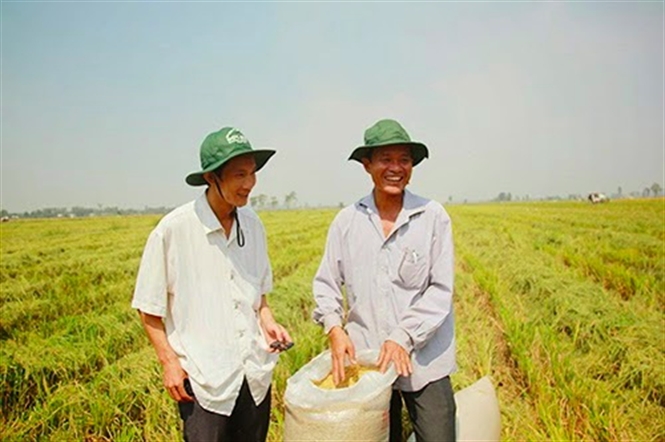 Hundreds of hectares of rice farmers