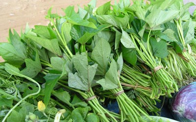 Sweet potato take vegetables to high economic value If compared to rice-growing and some other vegetables for the economic value from selling vegetables sweet potato collection quite high.