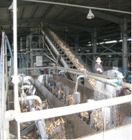 Processing of cassava feed
