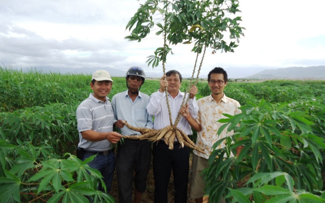 Cassava production roadmap for biofuels