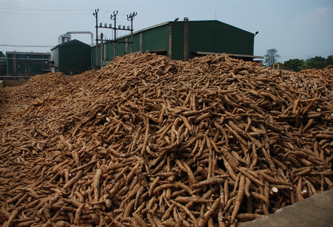 Promote purchasing cassava 