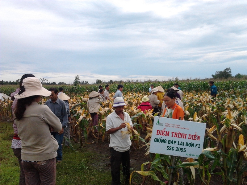 SSC 2095 maize tolerant to El Nino