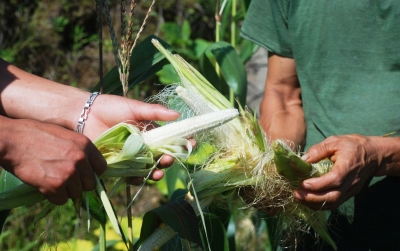 Corn seed corn but not so hot in Ha Giang