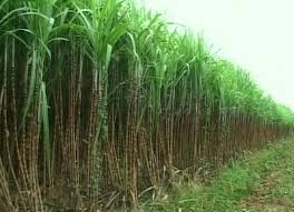 Sugar industry before the problem area of ​​raw materials fell sharply