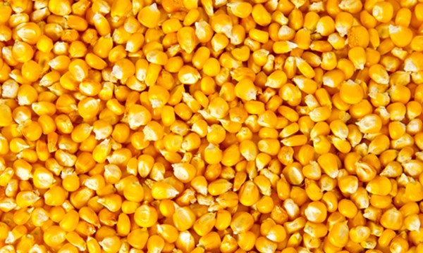 Fine corn prices rose sharply and the fluctuation