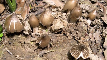 Mushroom splurged 1 million / kg