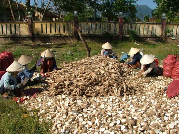 Stop tax collection cassava exports