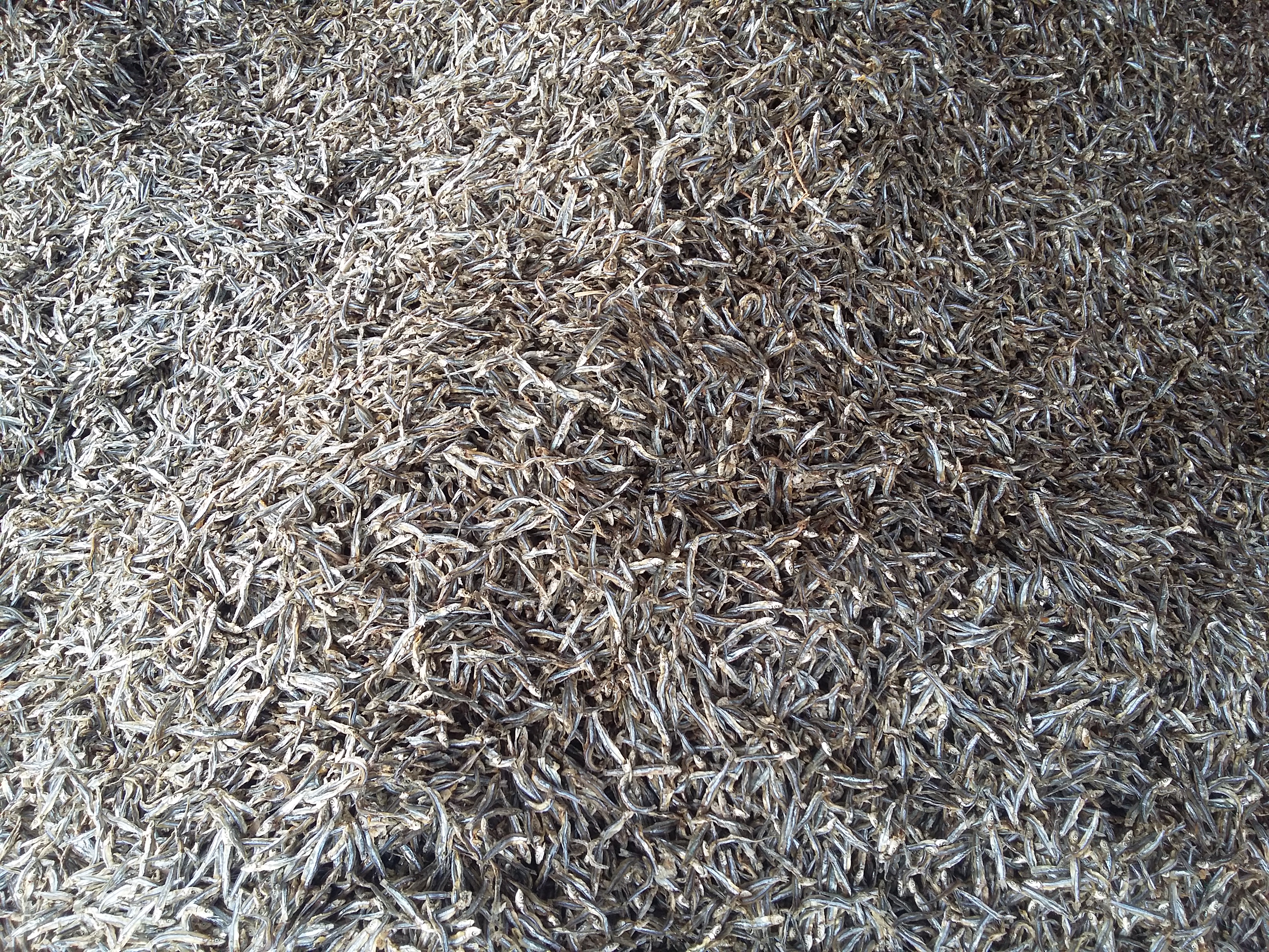 Dried anchovy Nha Trang