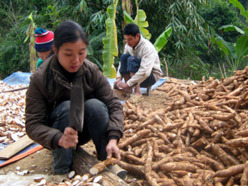 The Spirit: The effect of the cassava intercropped