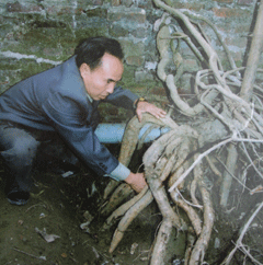 Effective model planted cassava in Muong Khen town