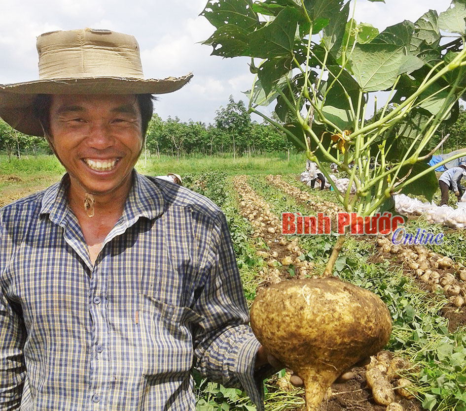 Binh Phuoc: Cassava Farmers Bumper