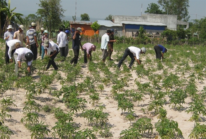 Pink powder prevent damage cassava mealybugs 02.06.2015