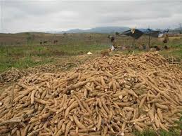 Exports of cassava for 2 months in 2014 fell sharply