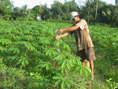 Traders anonymous purchasing cassava
