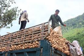 Increased export tax to 5% for cassava chips