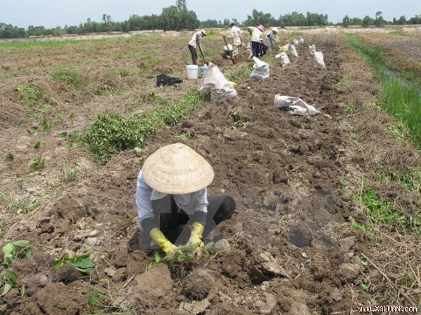 Farmers Bumper Dong Thap Muoi yams, high consumption rates